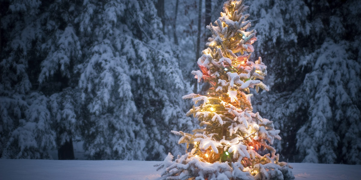 Julgran i vinterlandskap