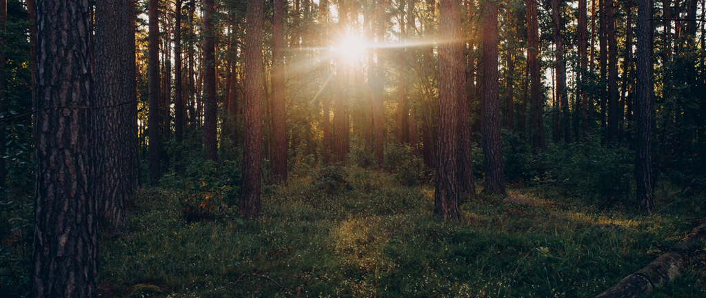 Landskapsbild