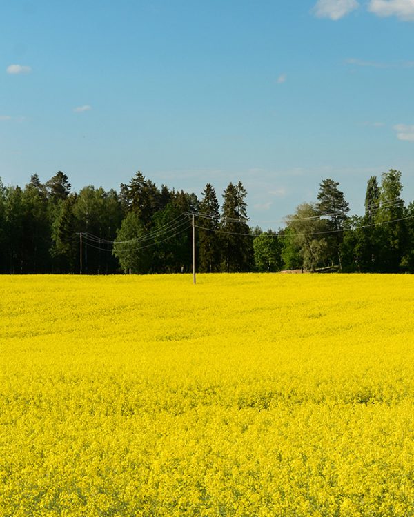 Rapsfält med blå himmel och elnätsstolpar.