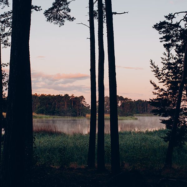 Tallar i förgrunden och hav i bakgrunden i solnedgång.