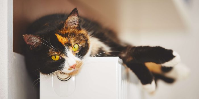 Katt med gulgröna ögon ligger avslappnat ovanpå ett vitt element i ett ljust hem och sträcker ut tassarna