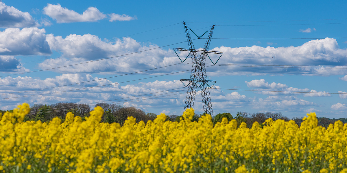 Elledningar över ett blommande rapsfält och under en blå himmel med vita moln.