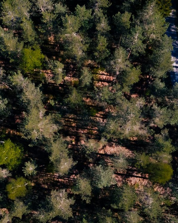 Småländsk granskog vid kraftvärmeverket Moskogen, bild tagen uppifrån.